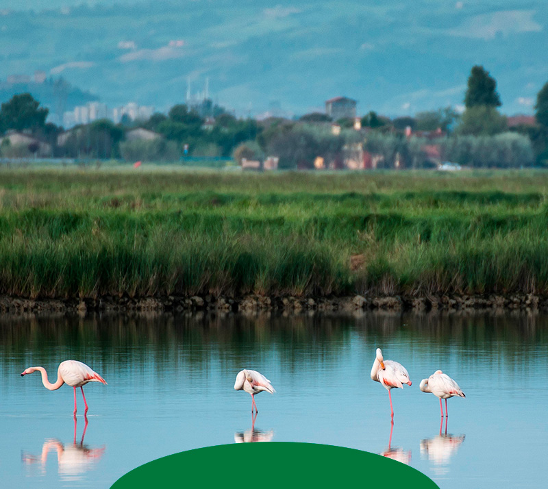 Hotel Lanzoni Pinarella di Cervia